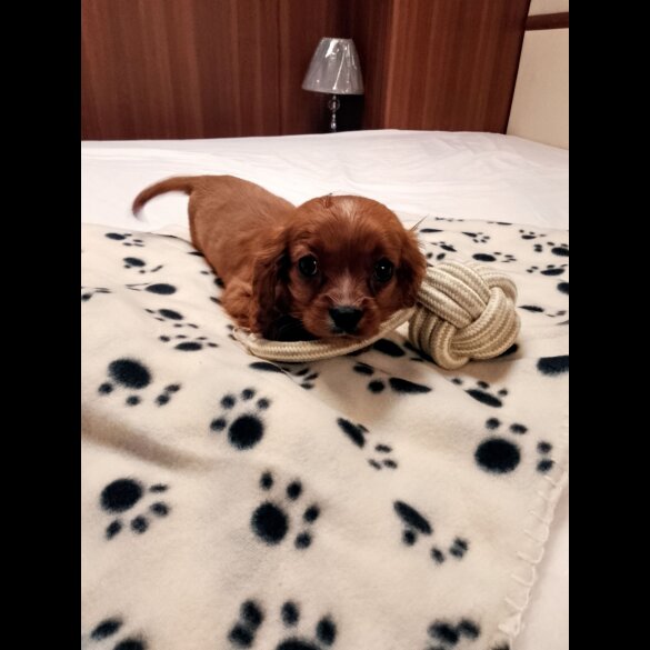 Cavapoo - Both