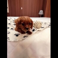 Cavapoo - Both