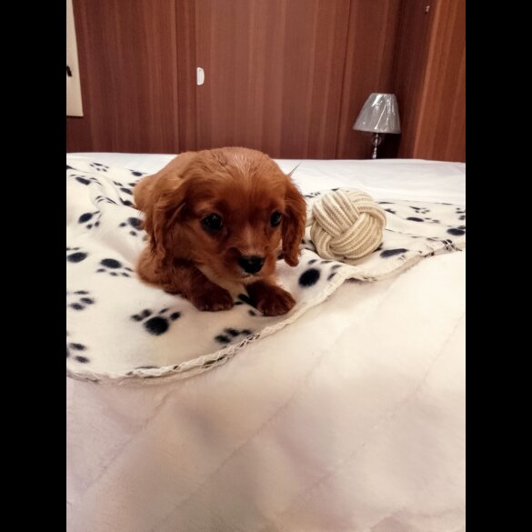 Cavapoo - Both