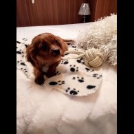 Cavapoo - Both