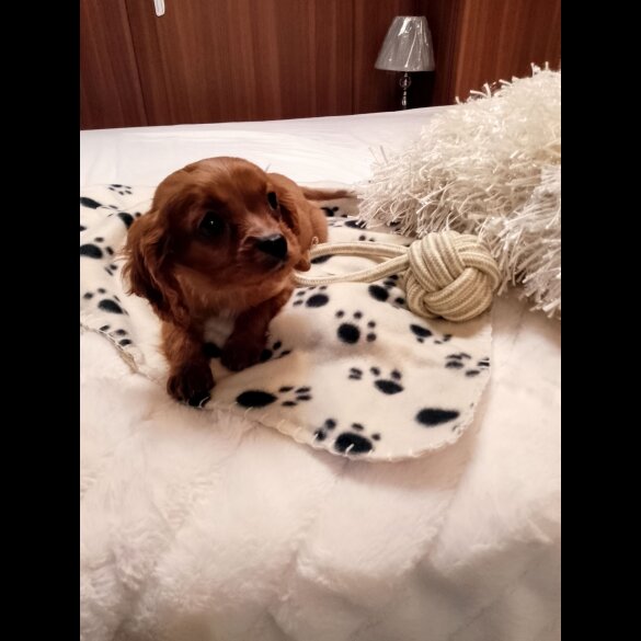 Cavapoo - Both