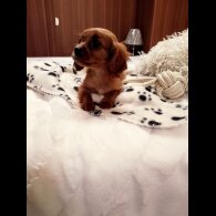 Cavapoo - Both