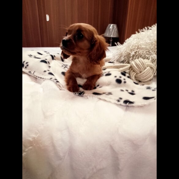 Cavapoo - Both