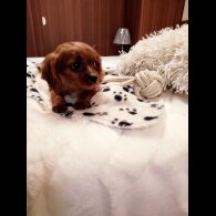 Cavapoo - Both