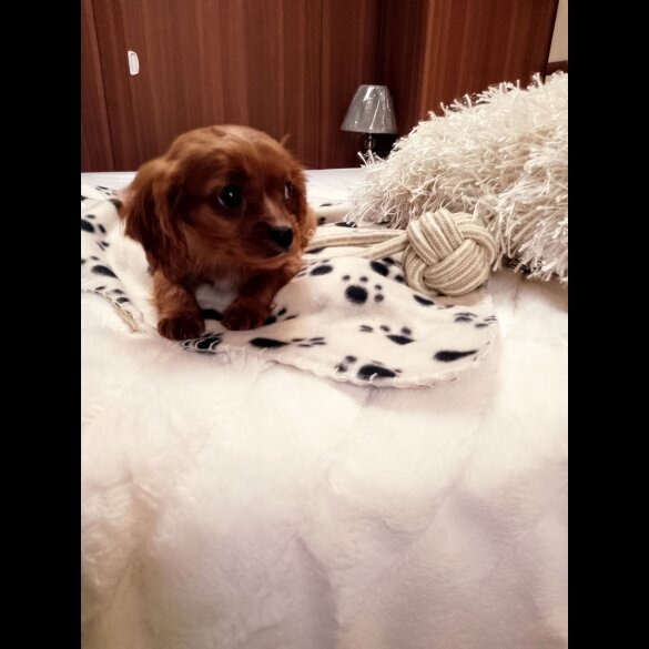 Cavapoo - Both