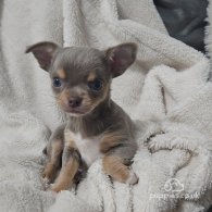 Chihuahua - Both