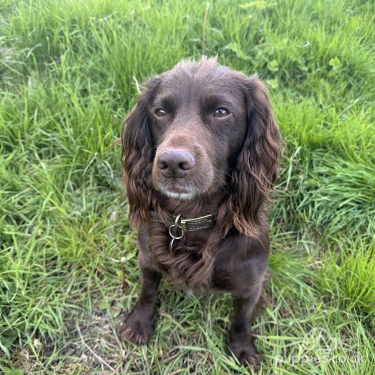 Cocker Spaniel (Working &amp; Show)