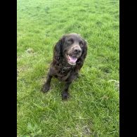 Cocker Spaniel (Working &amp; Show)