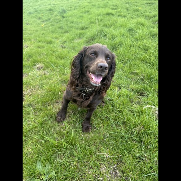 Cocker Spaniel (Working &amp; Show)
