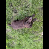 Cocker Spaniel (Working &amp; Show)