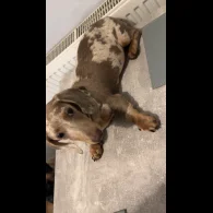 Dachshund (Standard &amp; Miniature)