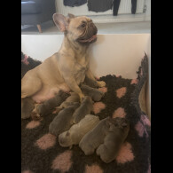 French Bulldog - Dogs