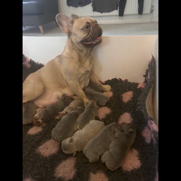 French Bulldog - Dogs