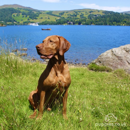 Hungarian Vizsla