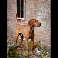 Hungarian Vizsla