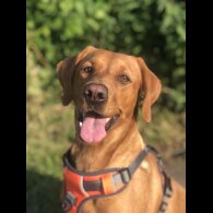 Labrador Retriever - Both