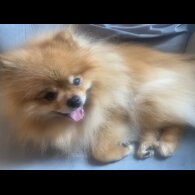 Pomeranian
