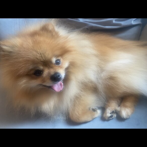 Pomeranian
