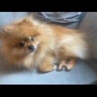 Pomeranian