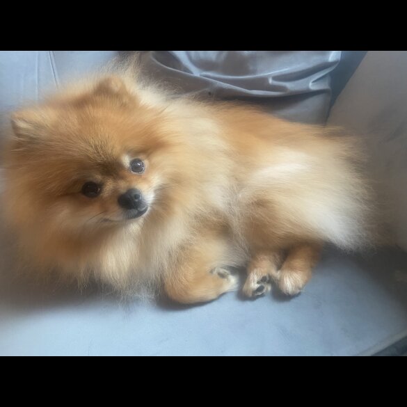 Pomeranian