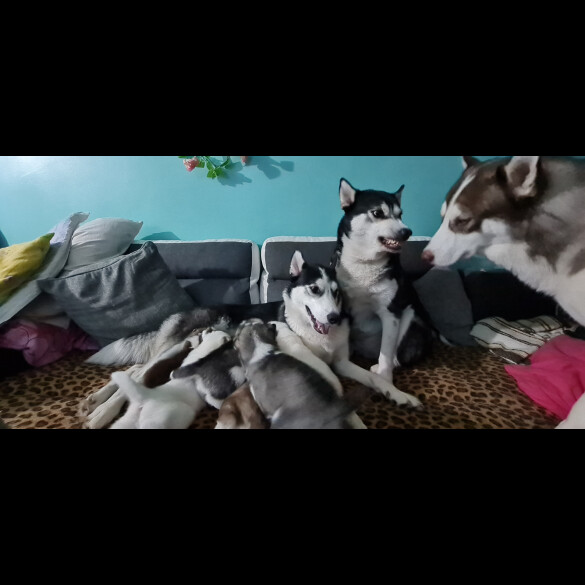 Siberian Husky - Both