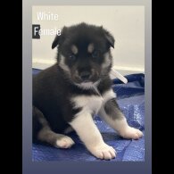 Siberian Husky - Both
