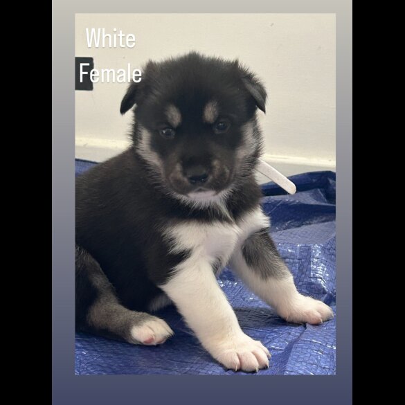 Siberian Husky - Both