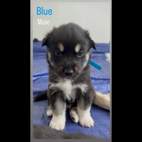 Siberian Husky - Both