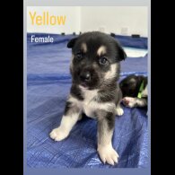 Siberian Husky - Both
