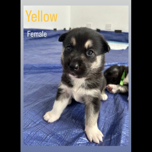 Siberian Husky - Both