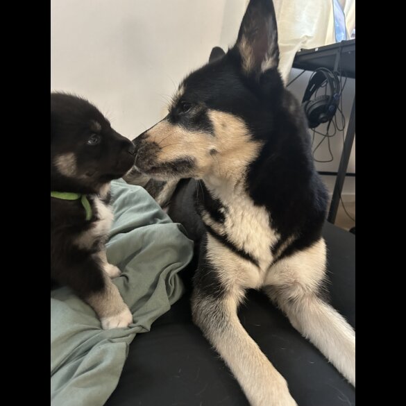 Siberian Husky - Both