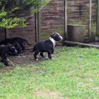 Staffordshire Bull Terrier - Both