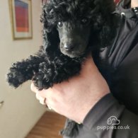 Toy Poodle - Dogs