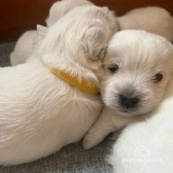 West Highland White Terrier - Both