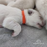 White Swiss Shepherd Dog - Both
