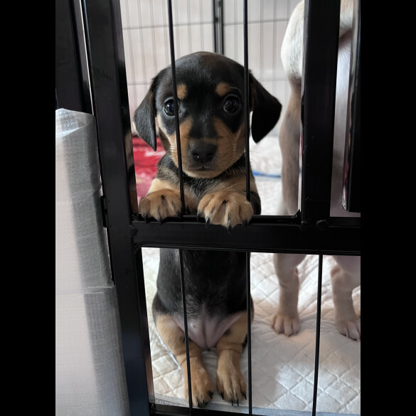 Dachshund (Standard &amp; Miniature) - Both