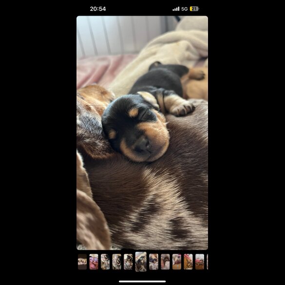 Dachshund (Standard &amp; Miniature) - Both