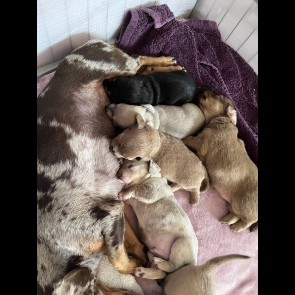Dachshund (Standard &amp; Miniature) - Both