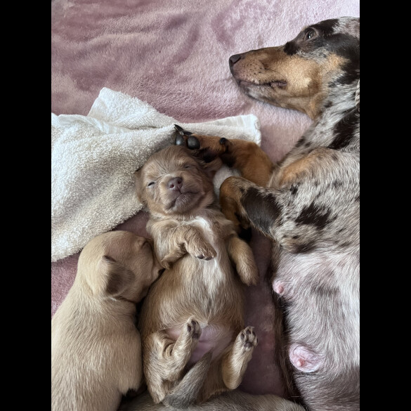 Dachshund (Standard &amp; Miniature) - Both