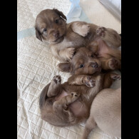 Dachshund (Standard &amp; Miniature) - Both