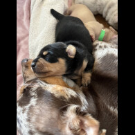 Dachshund (Standard &amp; Miniature) - Both
