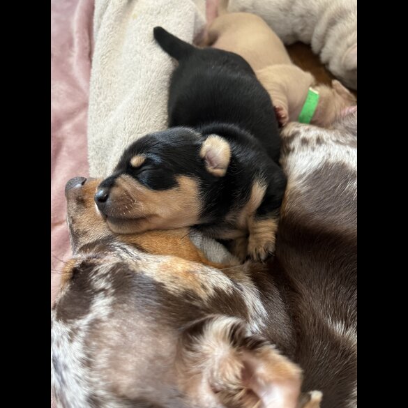 Dachshund (Standard &amp; Miniature) - Both