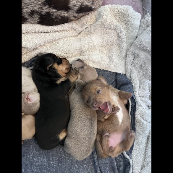 Dachshund (Standard &amp; Miniature) - Both