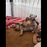 Dachshund (Standard &amp; Miniature) - Both