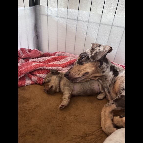 Dachshund (Standard &amp; Miniature) - Both