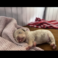 Dachshund (Standard &amp; Miniature) - Both
