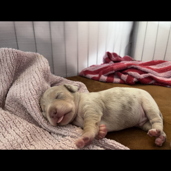 Dachshund (Standard &amp; Miniature) - Both