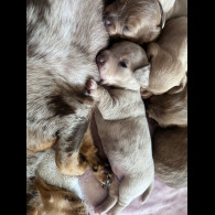 Dachshund (Standard &amp; Miniature) - Both