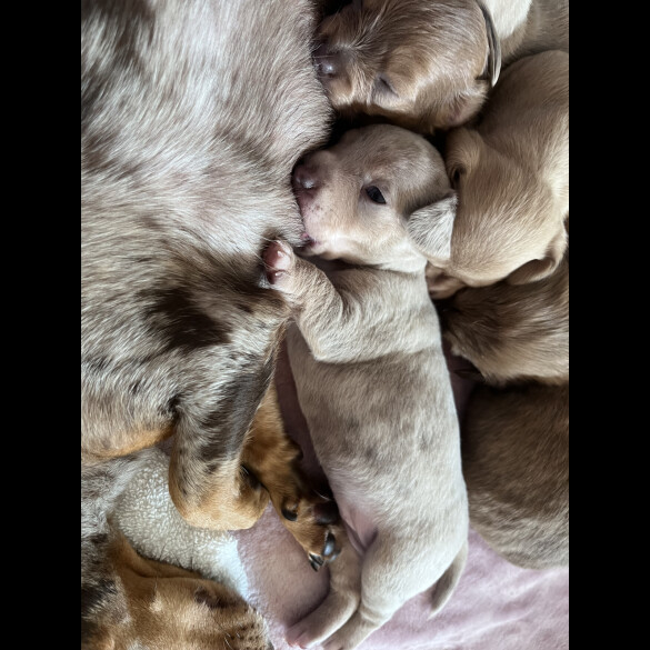 Dachshund (Standard &amp; Miniature) - Both