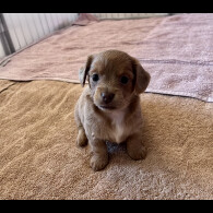 Dachshund (Standard &amp; Miniature) - Both